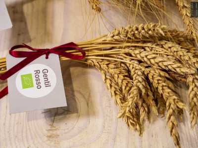 Le giovani ci mostrano le tipologie di grano ritrovate...